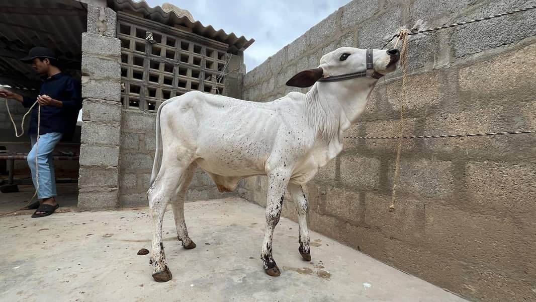 bachre for sell 0