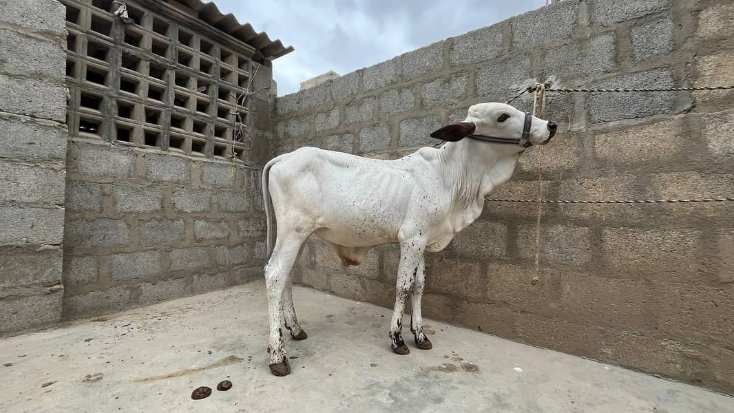 bachre for sell 1