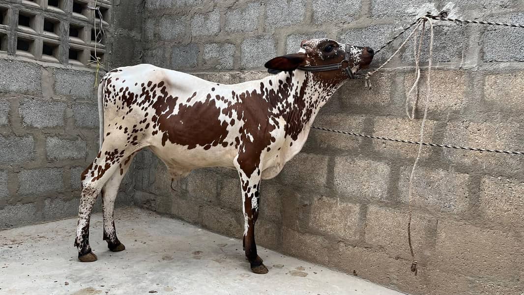 bachre for sell 2