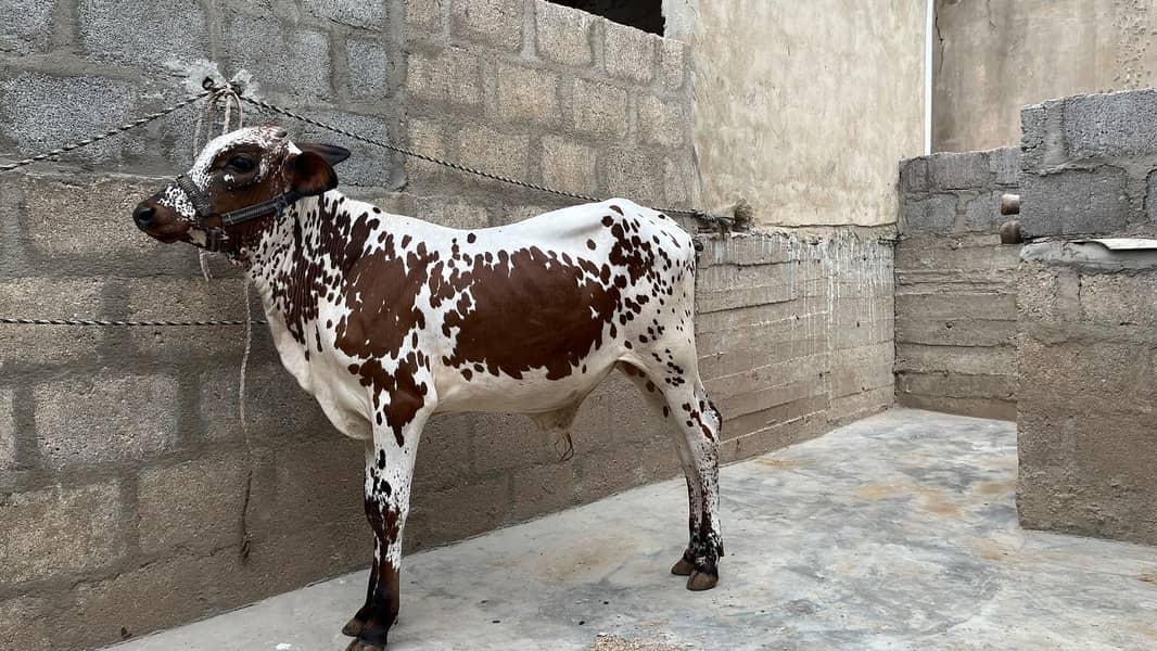 bachre for sell 3