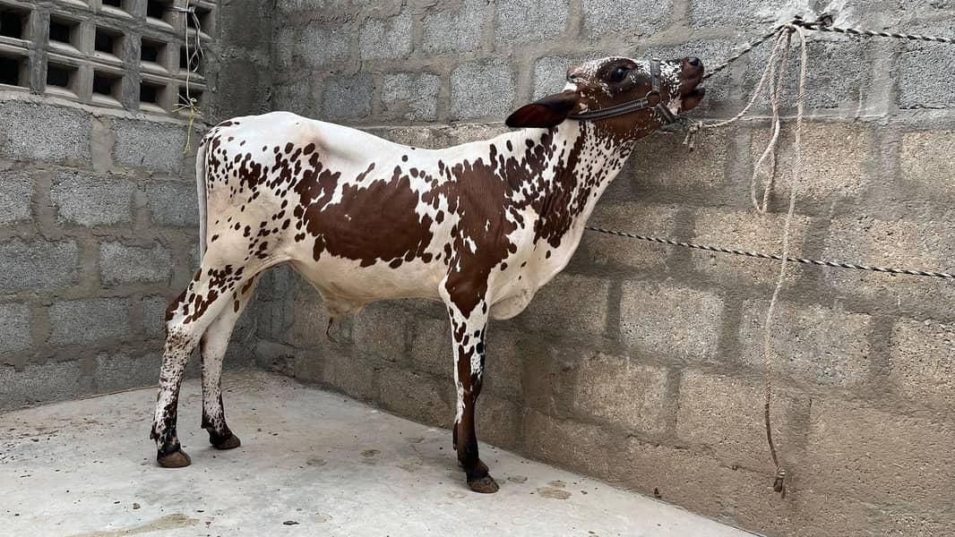 bachre for sell 4