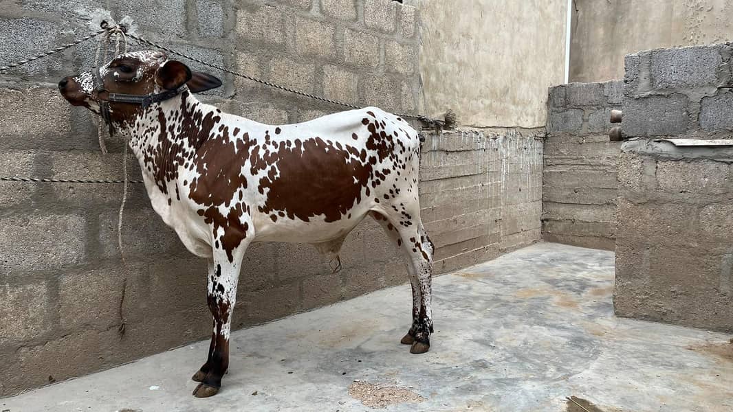 bachre for sell 5