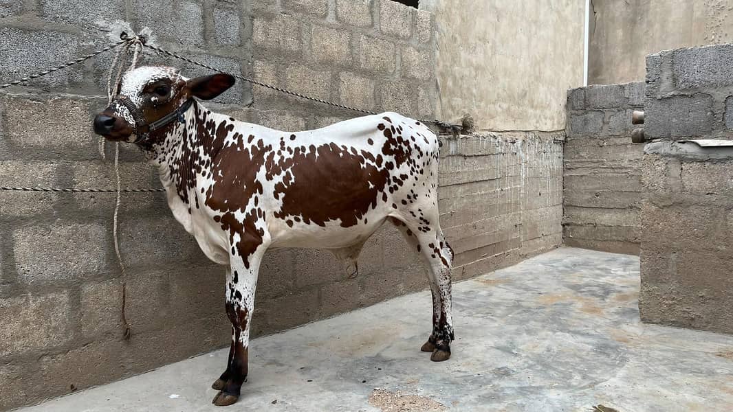 bachre for sell 6