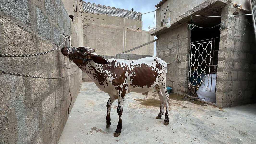 bachre for sell 7