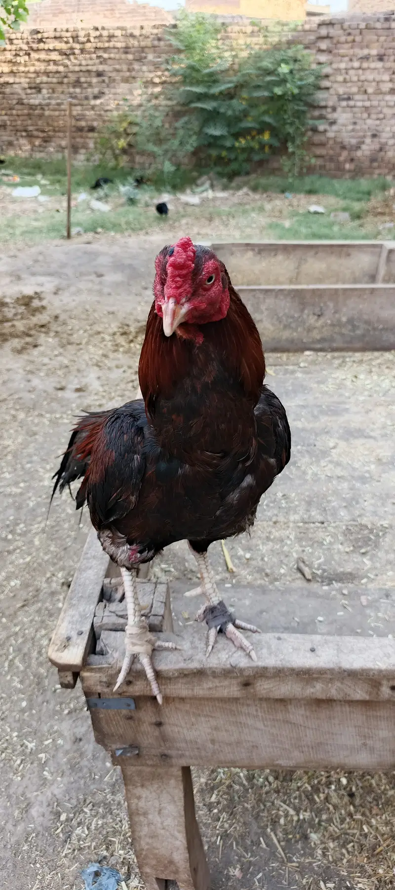 Golden misri hens — photo 4
