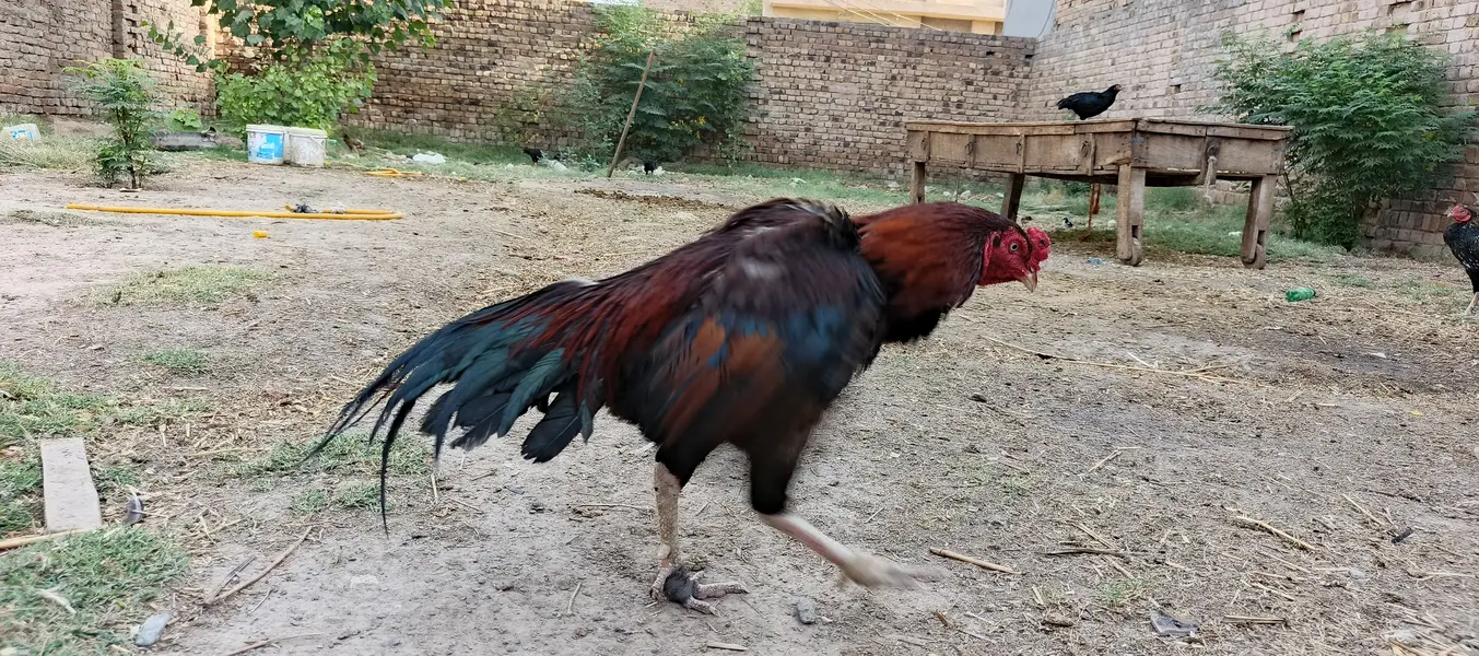 Golden misri hens — photo 5