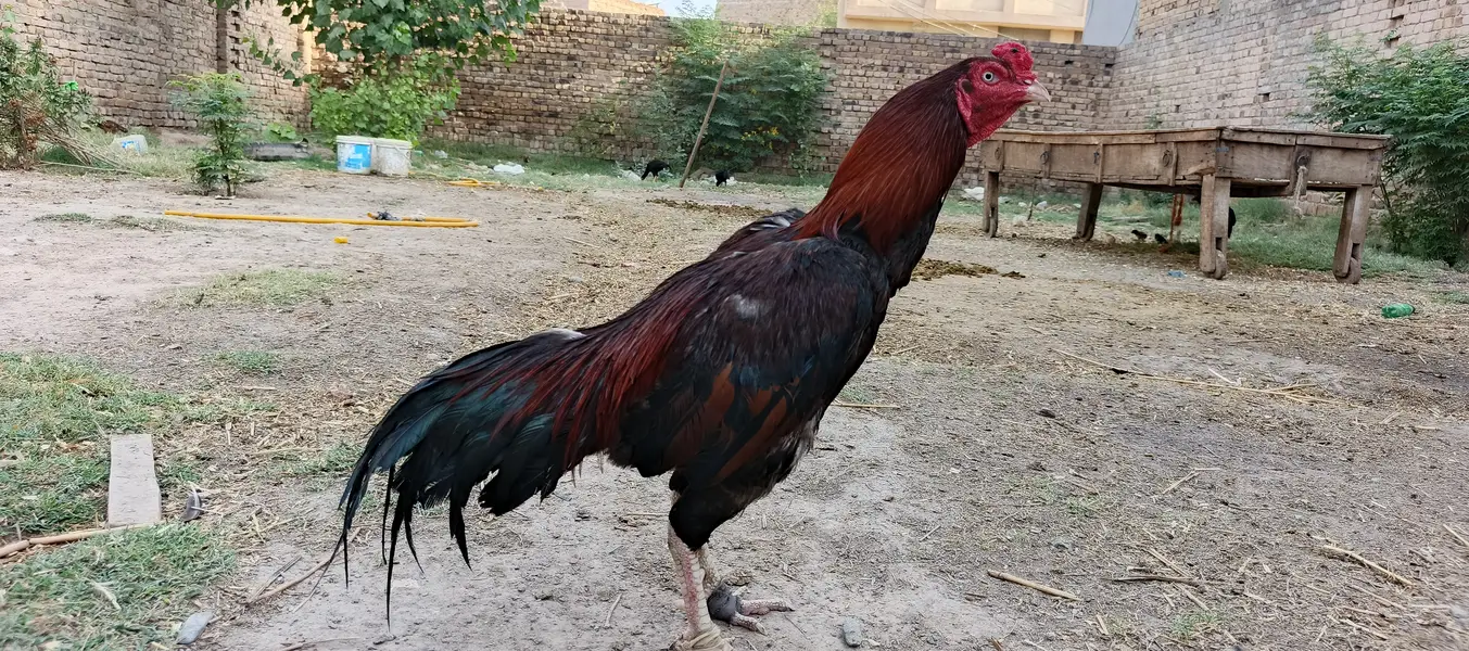 Golden misri hens — photo 6