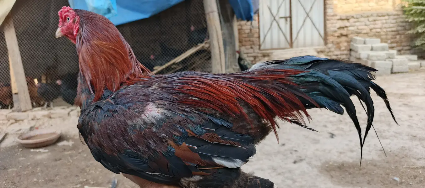 Golden misri hens — photo 7