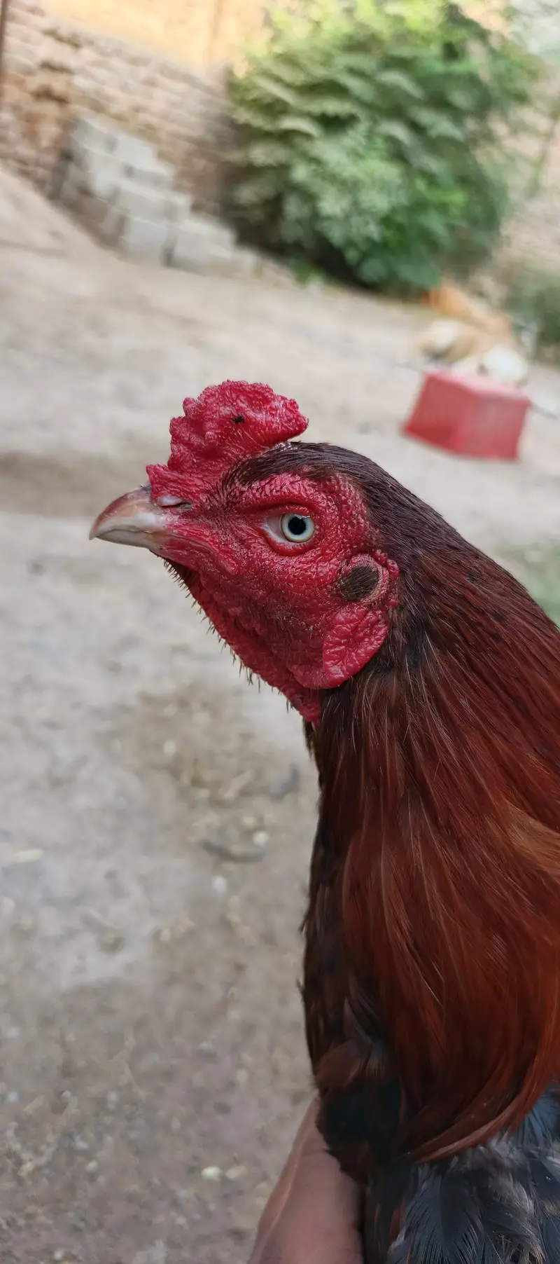 Golden misri hens — photo 8