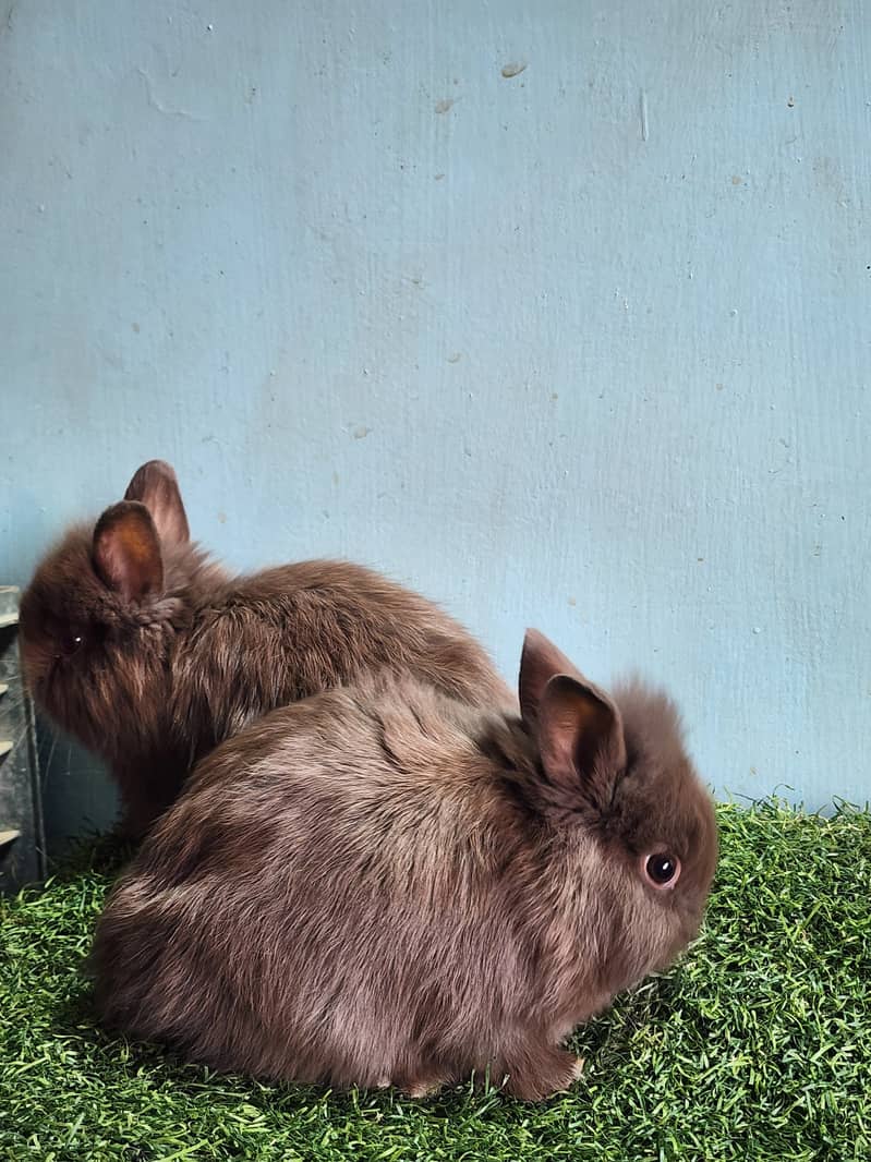 Fancy Rabbits 0