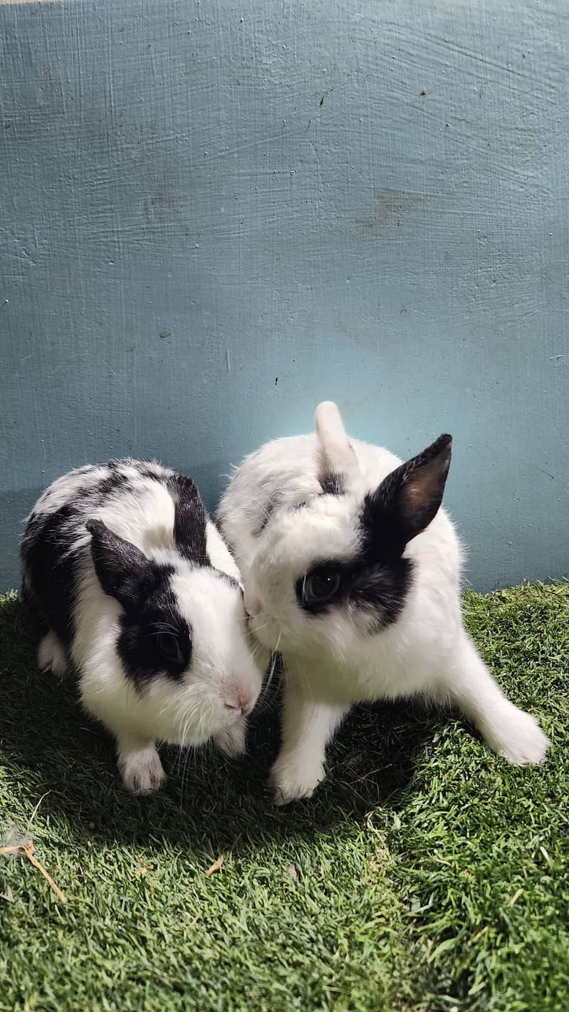 Fancy Rabbits 1