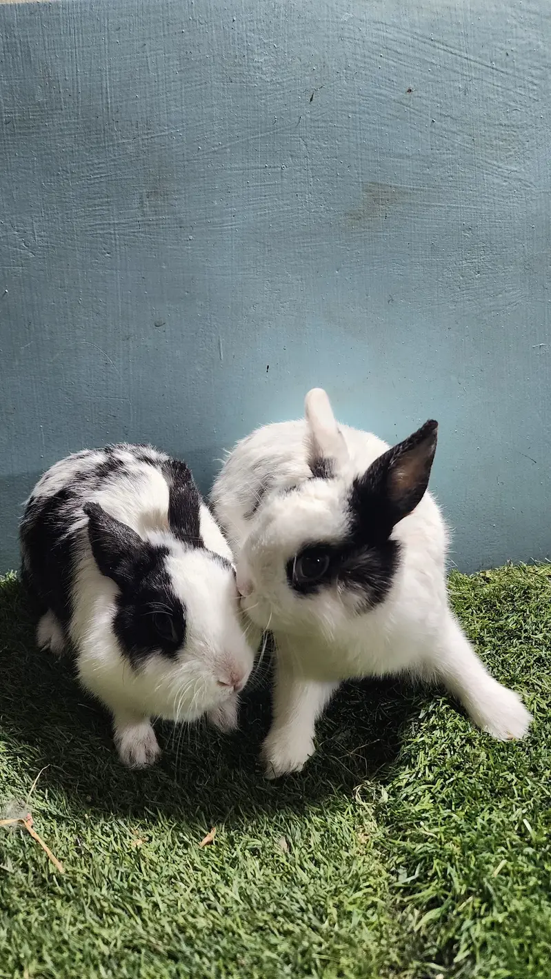 Fancy Rabbits — photo 2