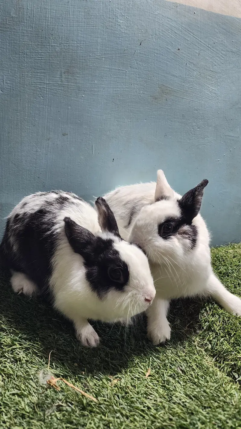 Fancy Rabbits — photo 3