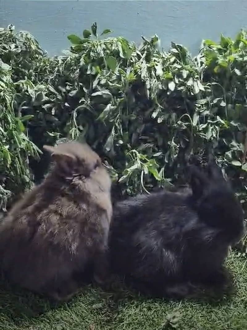 Fancy Rabbits 3