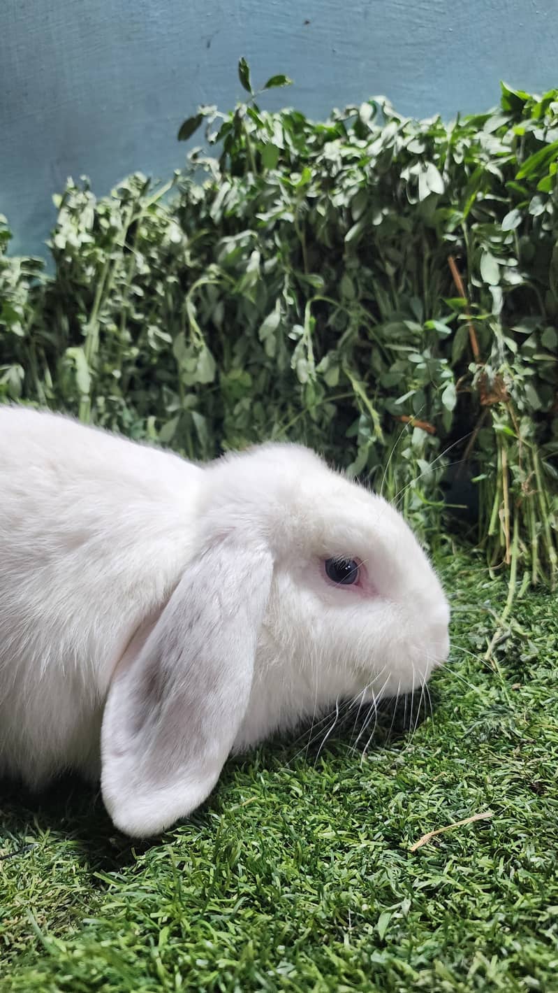 Fancy Rabbits 4