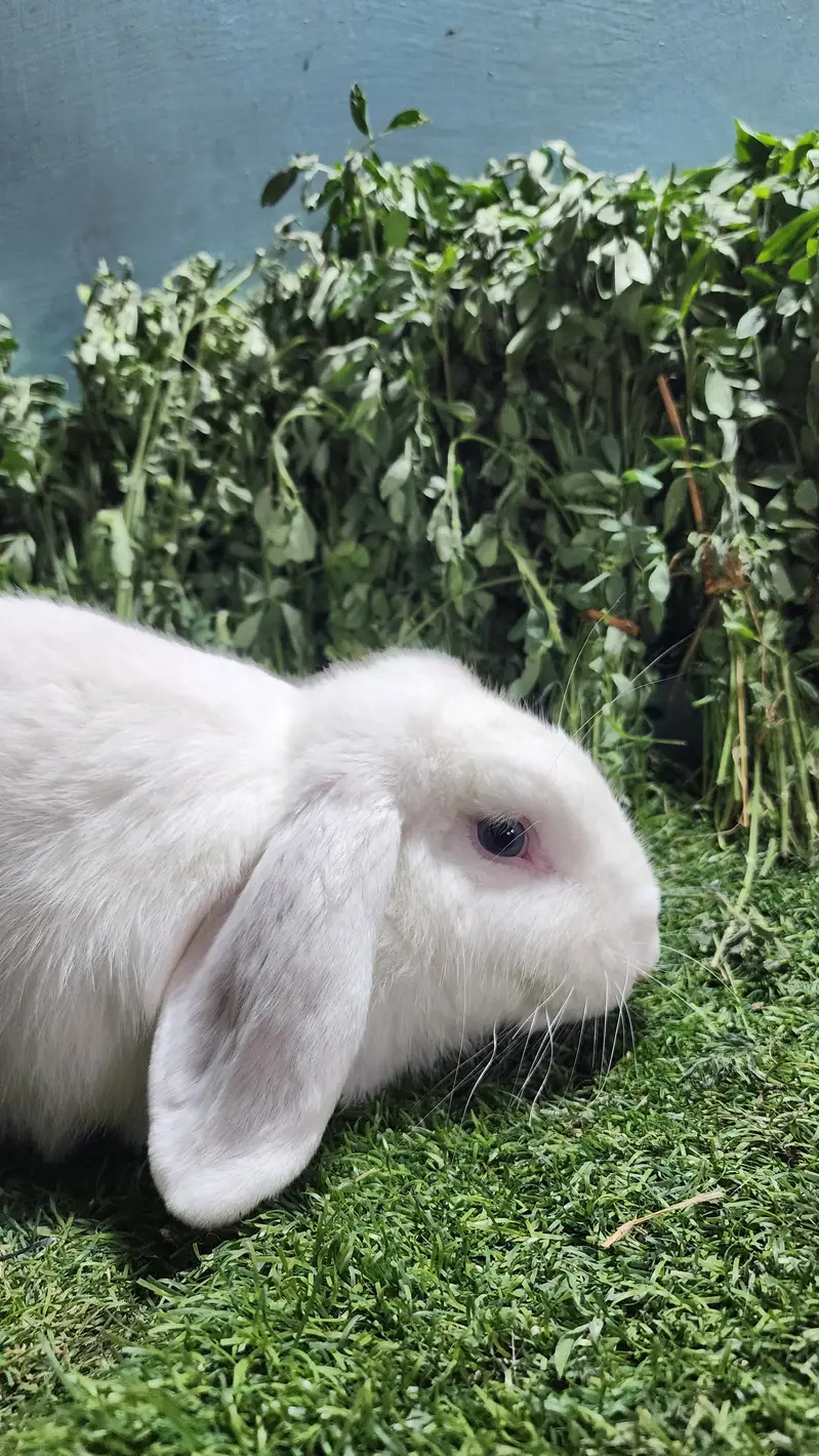 Fancy Rabbits — photo 5