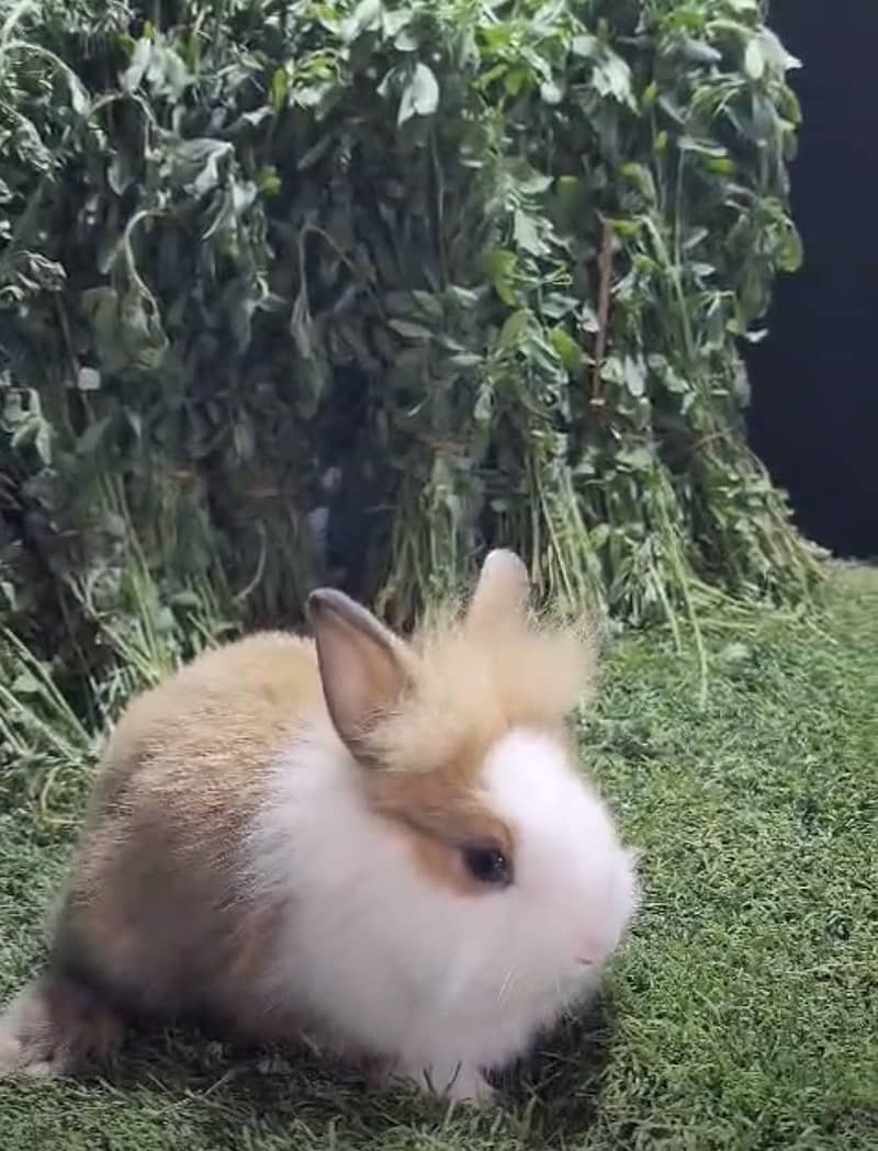 Fancy Rabbits 5