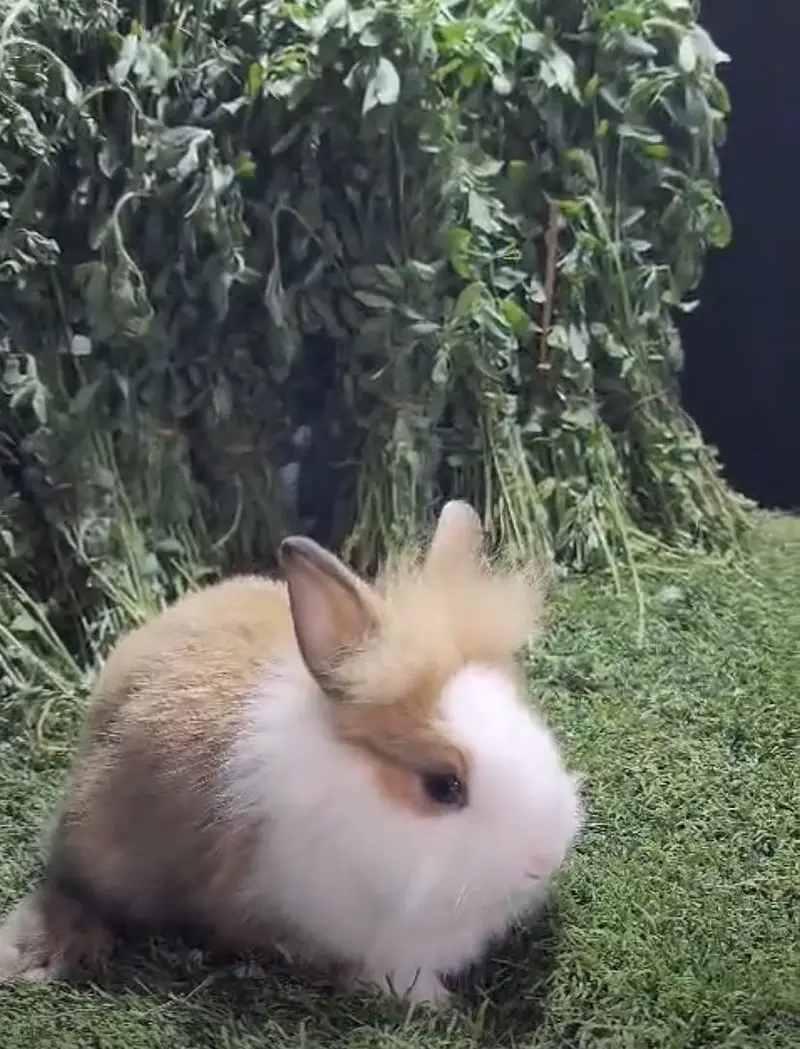 Fancy Rabbits — photo 6