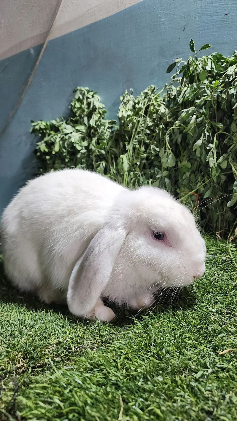Fancy Rabbits — photo 7