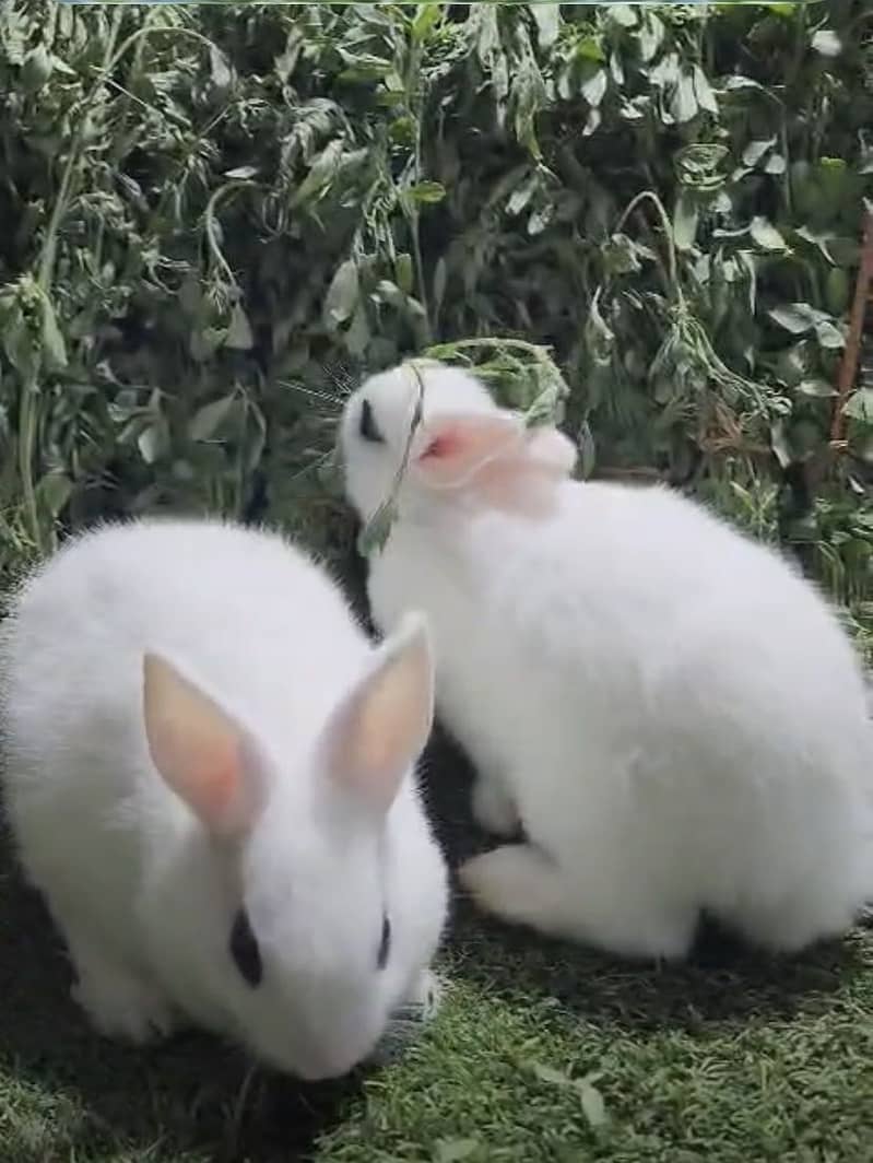 Fancy Rabbits 7