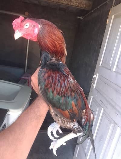 Aseel murg for sale hight wate 3kg 03348211012