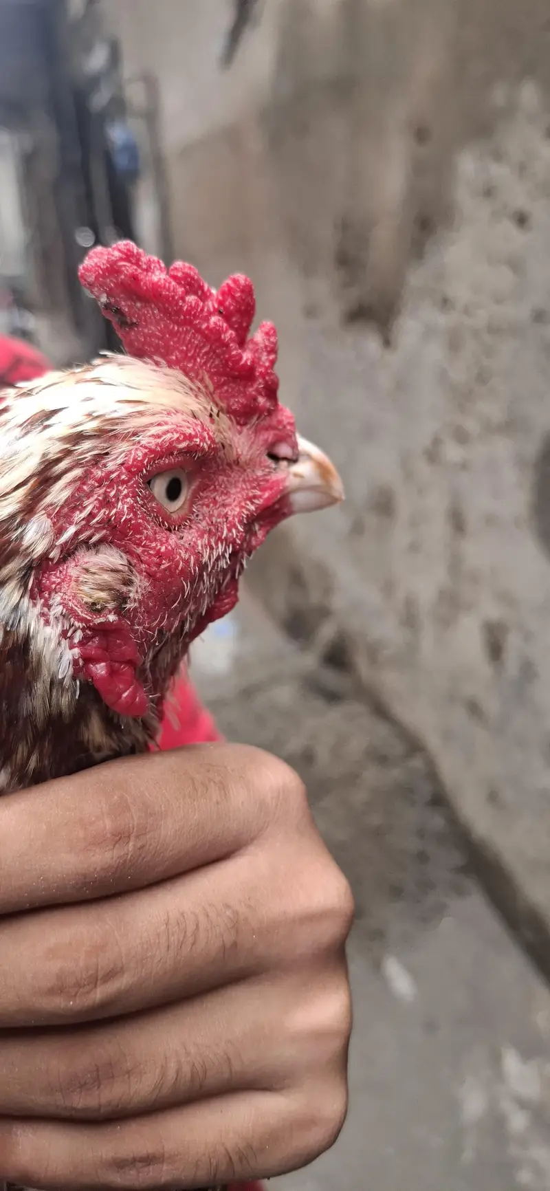 aseel mianwali breed and beautiful color and home breed — photo 2