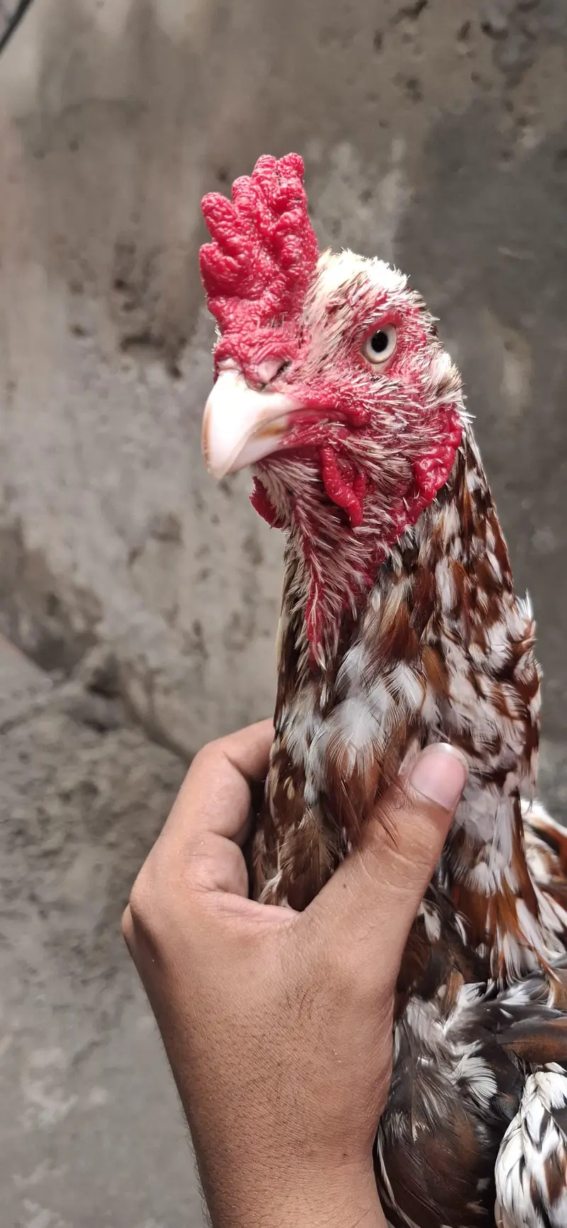 aseel mianwali breed and beautiful color and home breed — photo 3