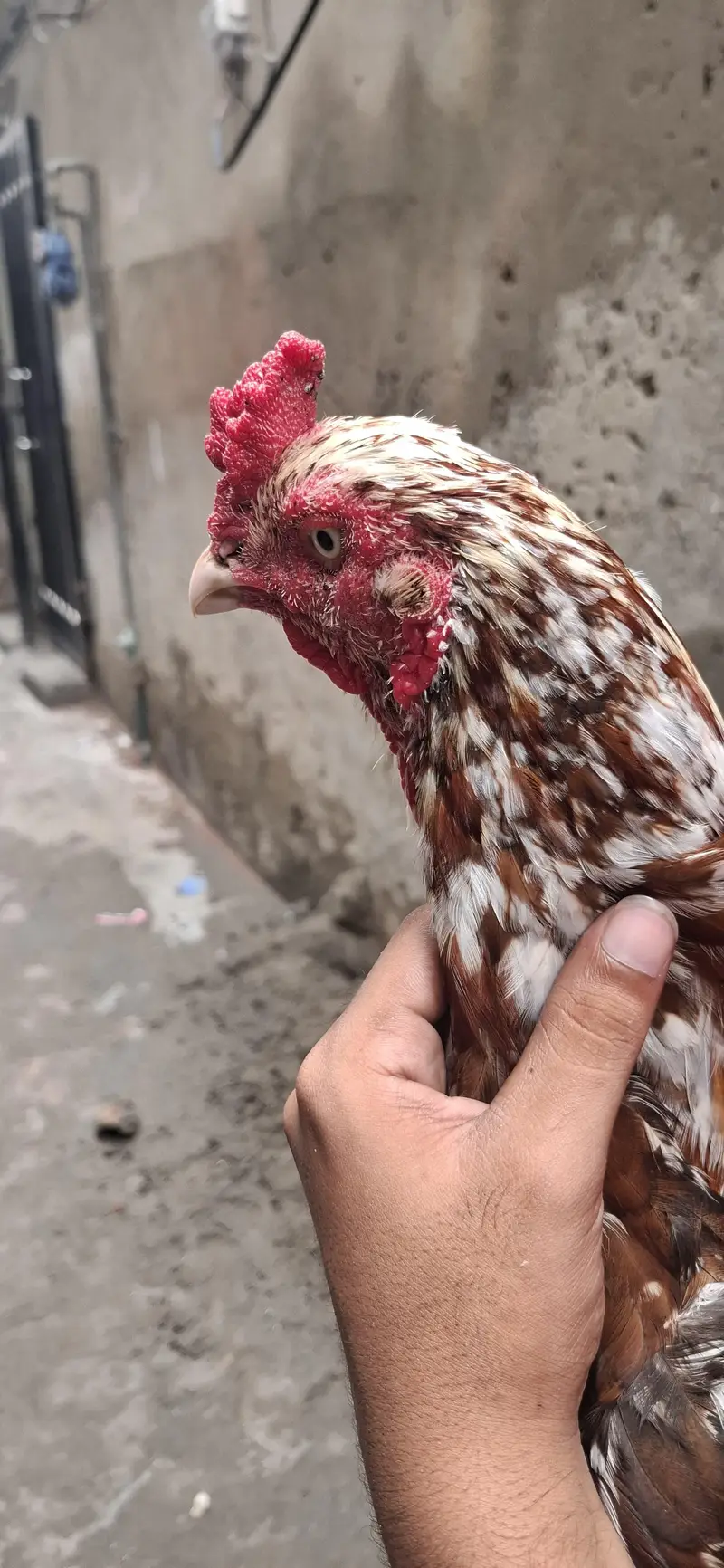 aseel mianwali breed and beautiful color and home breed — photo 4