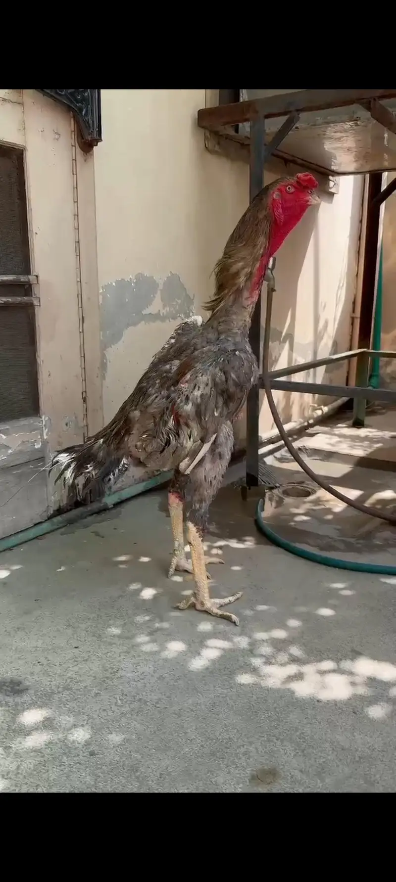 Aseel har Nasal K Grantee walay lenay k laya rabta kry Swing neck B — photo 2