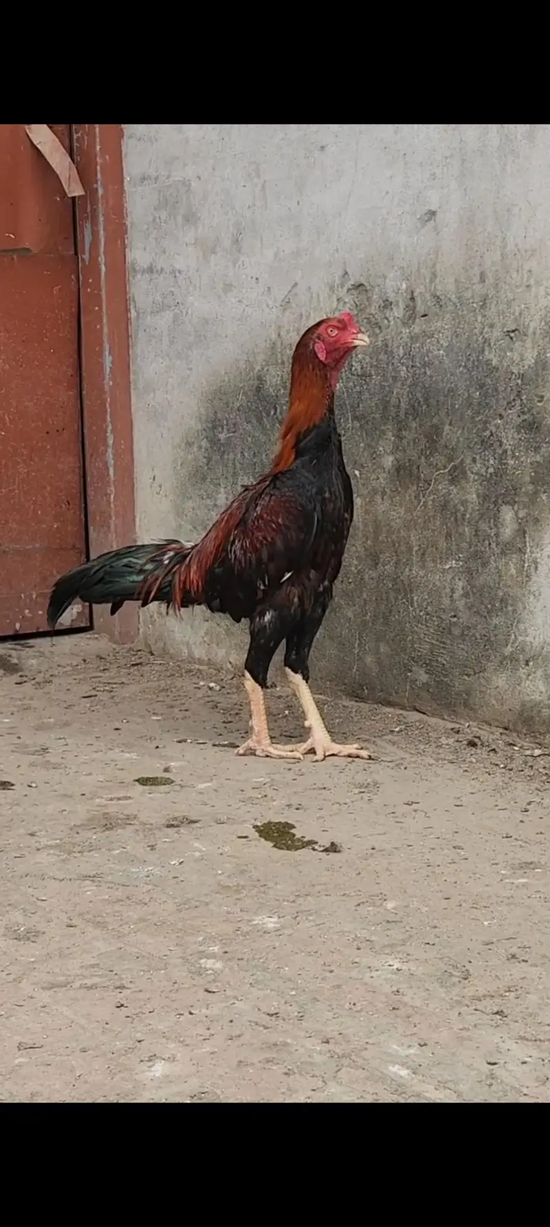 Aseel har Nasal K Grantee walay lenay k laya rabta kry Swing neck B — photo 3
