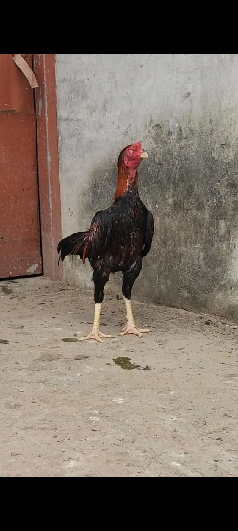 Aseel har Nasal K Grantee walay lenay k laya rabta kry Swing neck B — photo 4