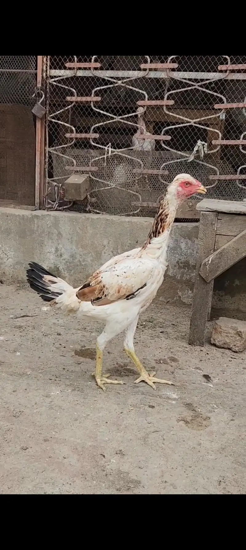 Aseel har Nasal K Grantee walay lenay k laya rabta kry Swing neck B — photo 5