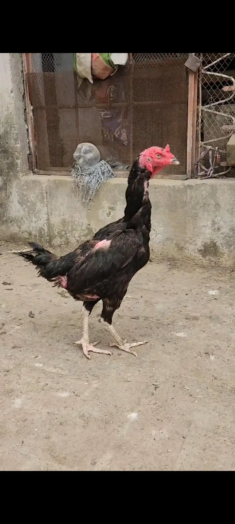 Aseel har Nasal K Grantee walay lenay k laya rabta kry Swing neck B — photo 6