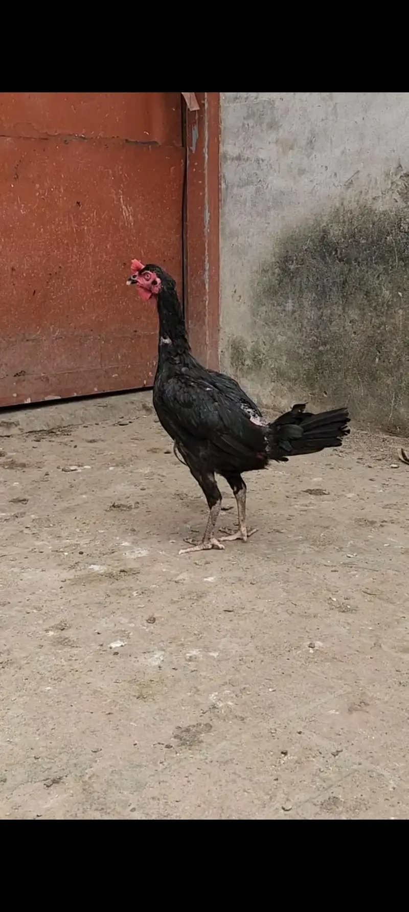 Aseel har Nasal K Grantee walay lenay k laya rabta kry Swing neck B — photo 7