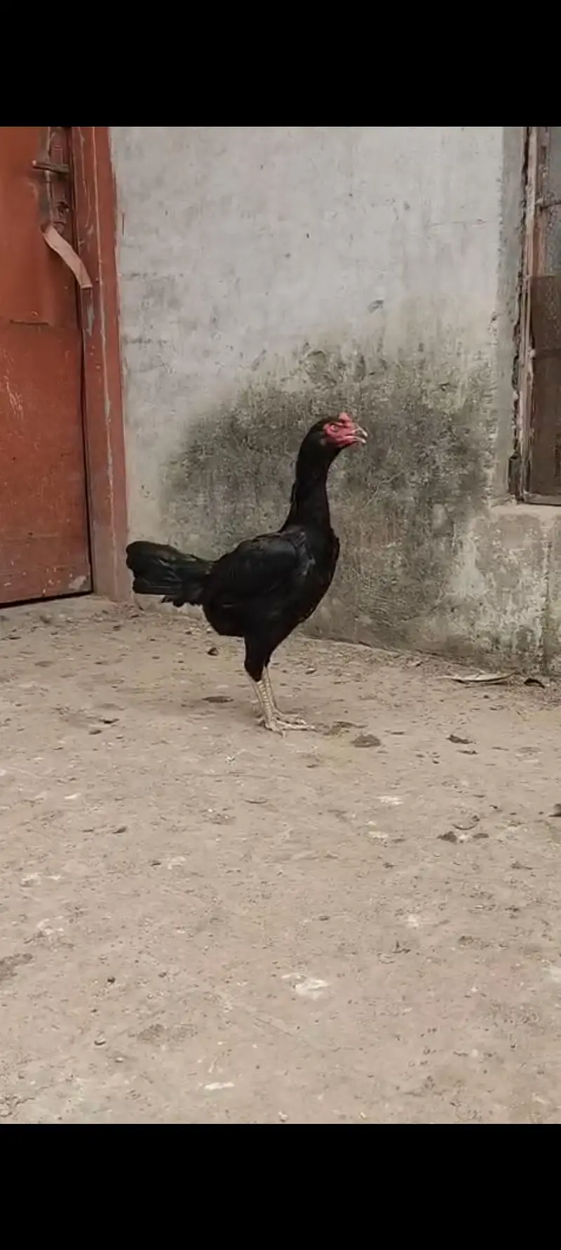 Aseel har Nasal K Grantee walay lenay k laya rabta kry Swing neck B — photo 8