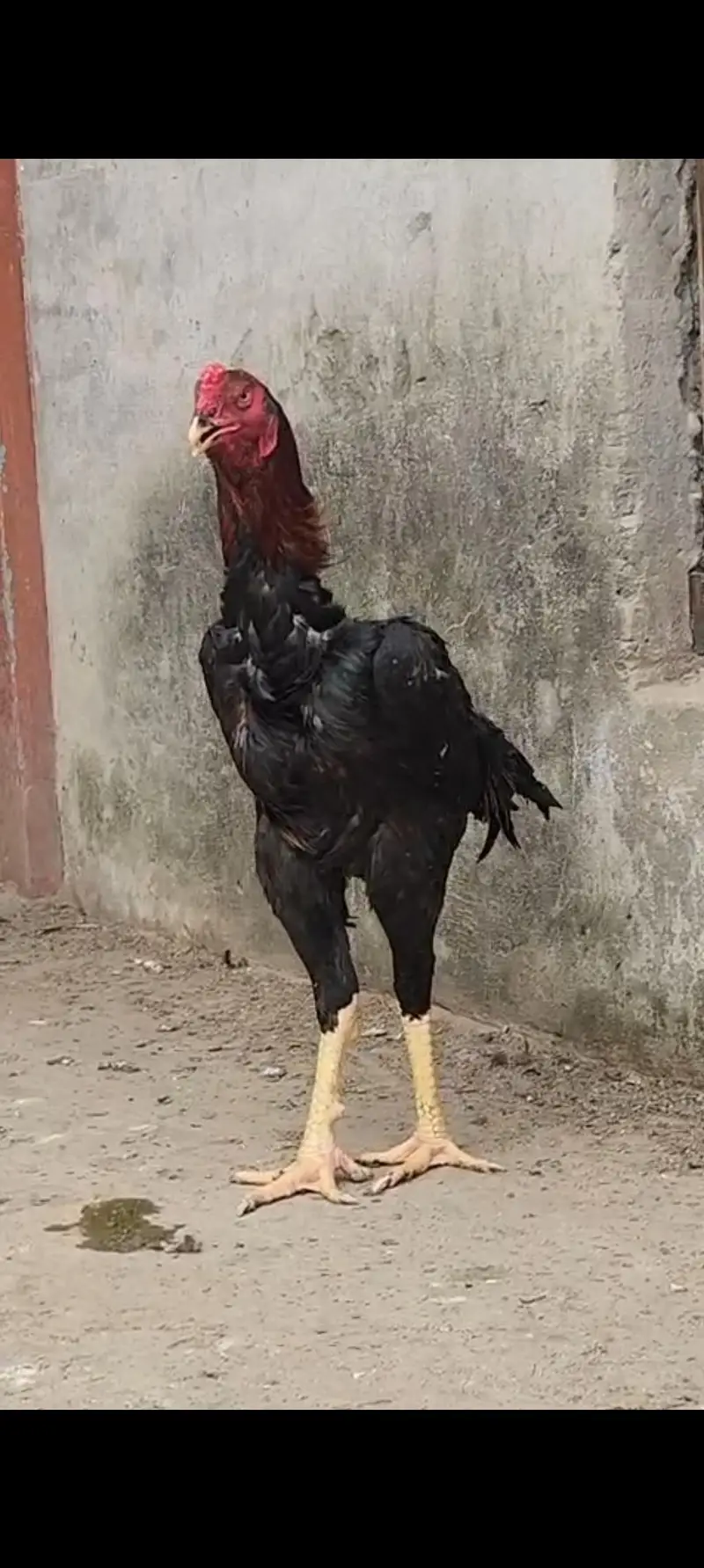 Aseel har Nasal K Grantee walay lenay k laya rabta kry Swing neck B — photo 9