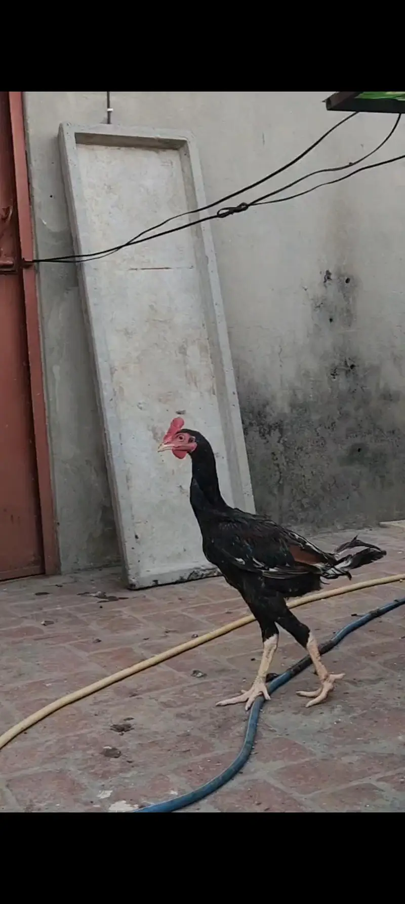 Aseel har Nasal K Grantee walay lenay k laya rabta kry Swing neck B — photo 10