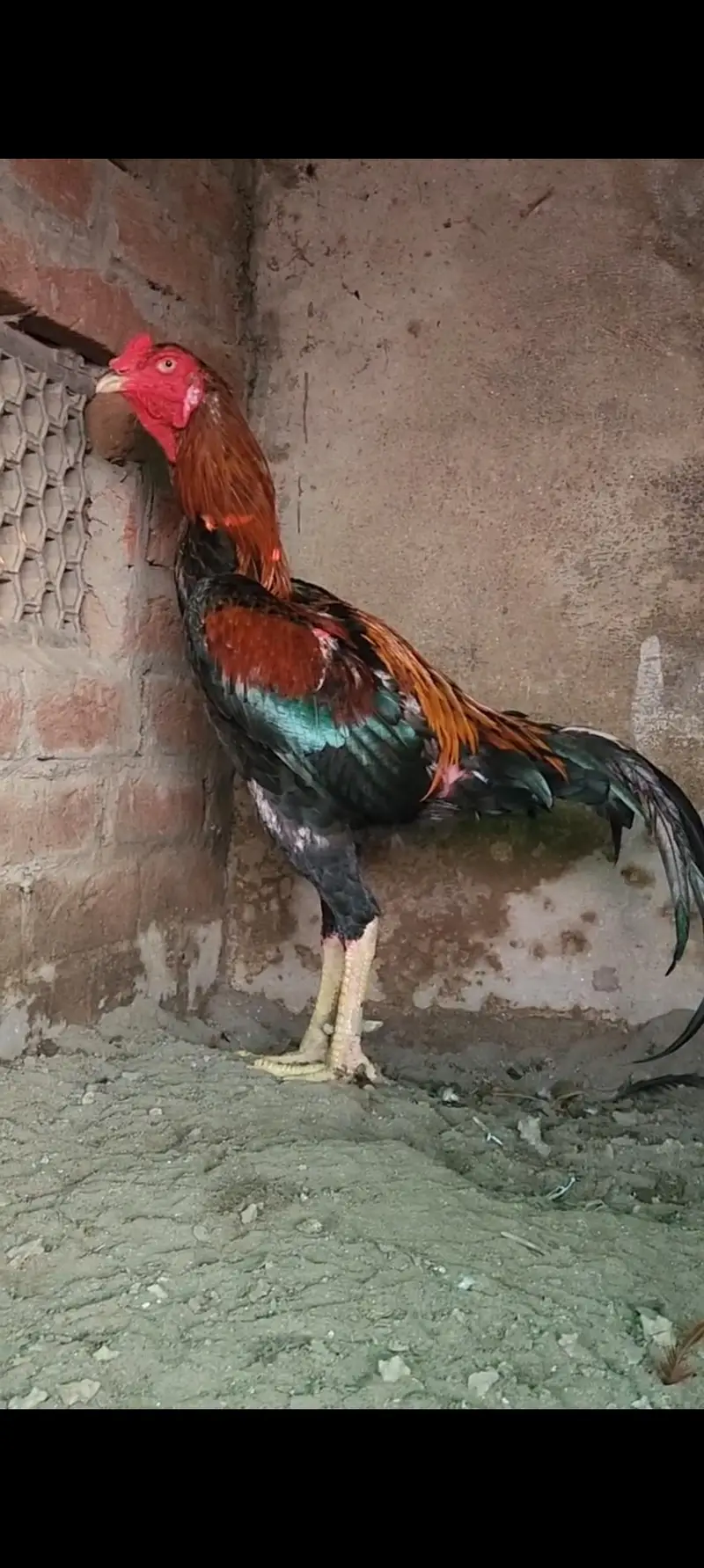 Aseel har Nasal K Grantee walay lenay k laya rabta kry Swing neck B — photo 11