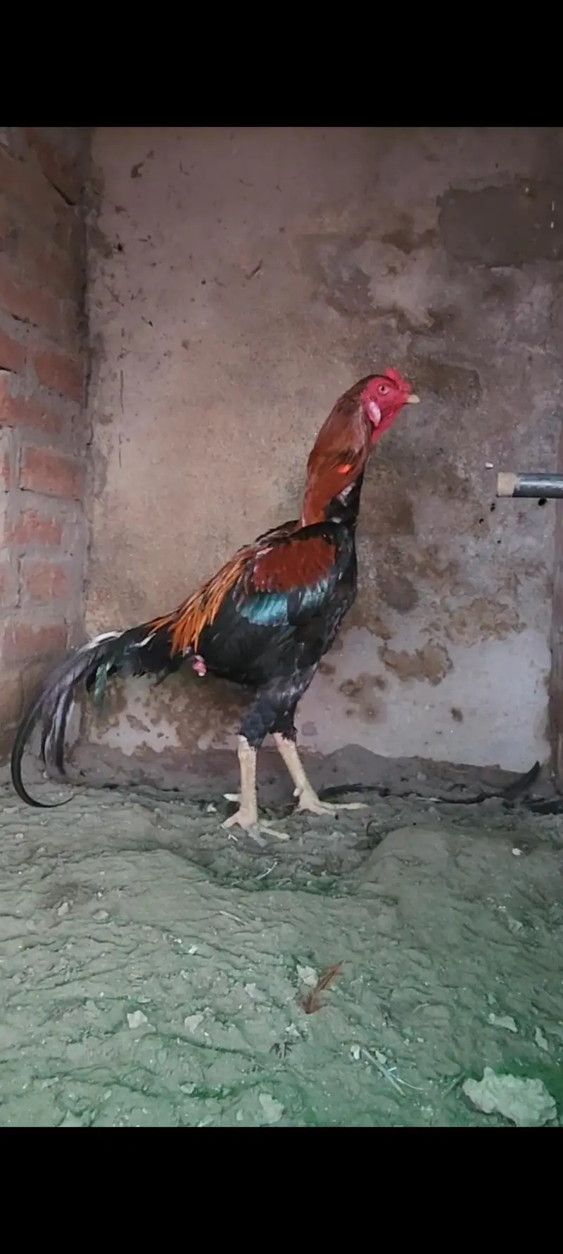 Aseel har Nasal K Grantee walay lenay k laya rabta kry Swing neck B — photo 12