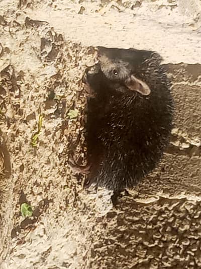 black headgeong