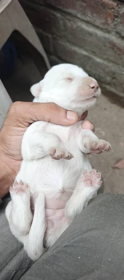 white poodle