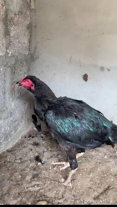 pure lasani long tail bilkul munasib jis bahi ko smj Hy rabta kro
