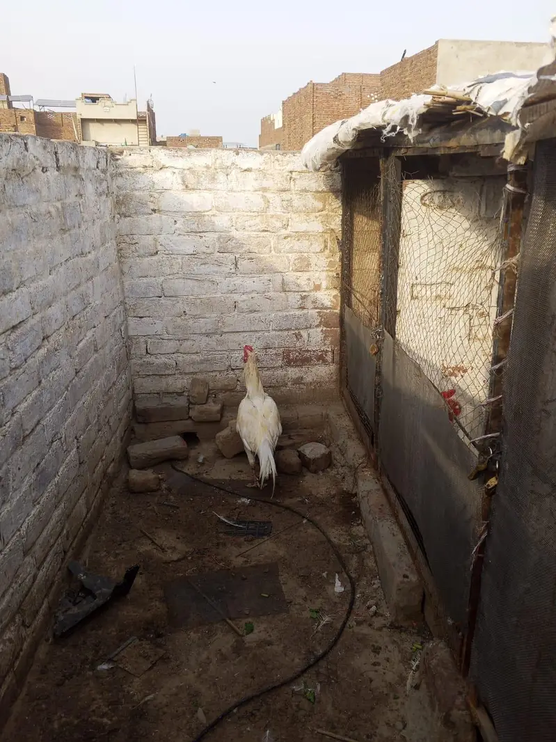 pure Hira aseel for sale 03287388364 — photo 2