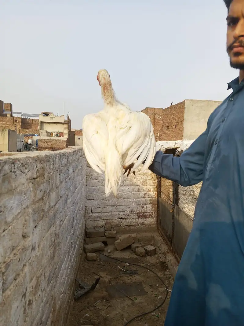 pure Hira aseel for sale 03287388364 — photo 4