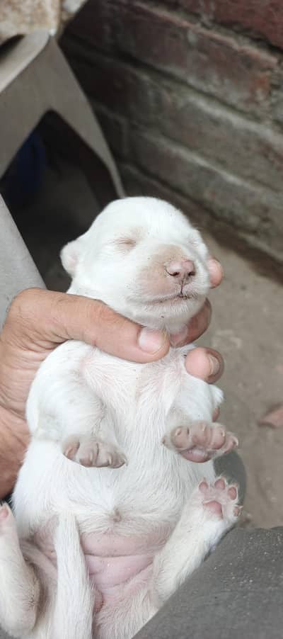 white poodle puppy
