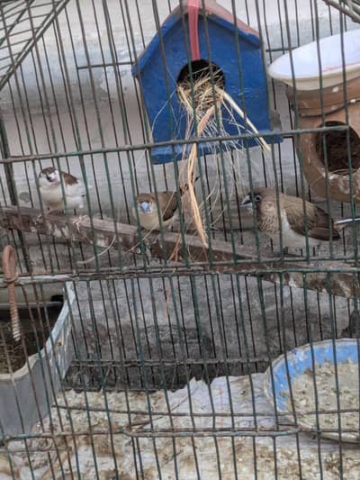 Banglies and snow bell finches