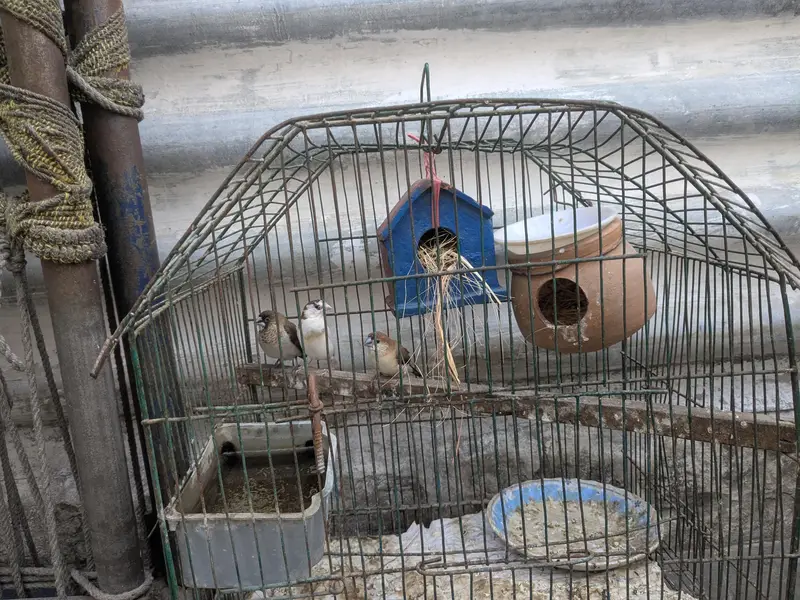 Banglies and snow bell finches — photo 2