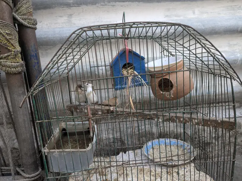 Banglies and snow bell finches — photo 3