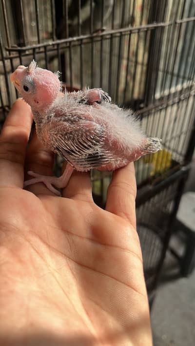 cocktail chick avalibal