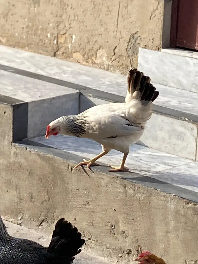 03025298170 what app jis na Lani ho bs wahi rbta kry — photo 2